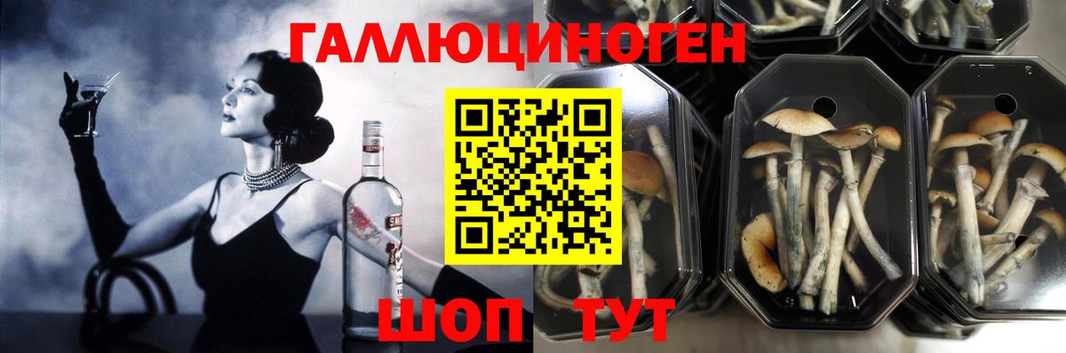 Псилоцибиновые грибы мицелий  Вход с VPN  Камень-на-Оби  закладка  Галлюциногенные грибы GOLDEN TEACHER 